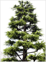 나무 : 개잎갈나무(Hymalaya cedar)