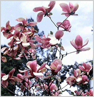 꽃 : 목련(magnolia kobus)